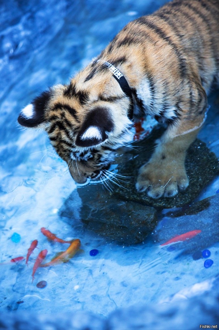 Амурский тигр ловит рыбу
