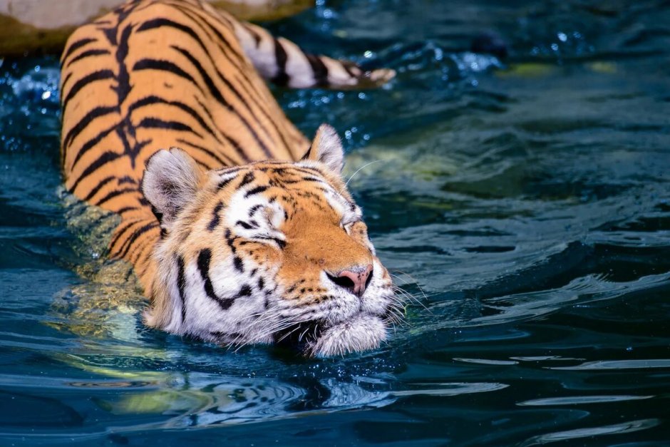 Уссурийский тигр