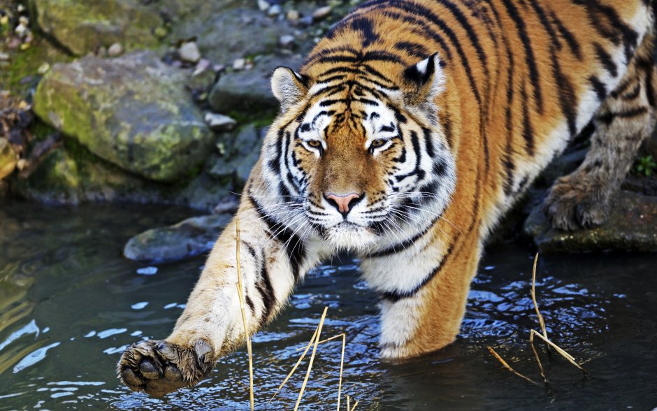 Амурский тигр плавает