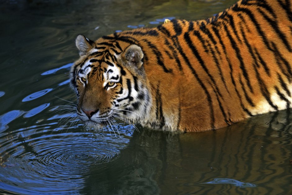 Тигр в воде