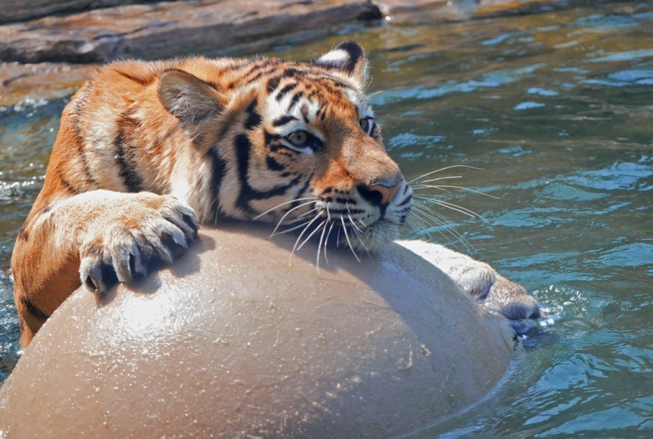 Амурский тигр и рыба