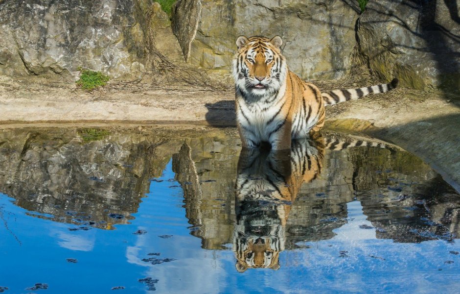 Амурский тигр плывет