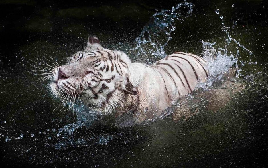 Тигр под водопадом