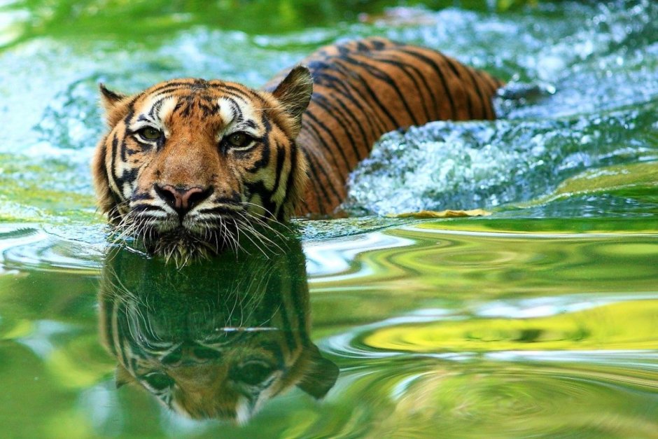 Тигр купается в реке