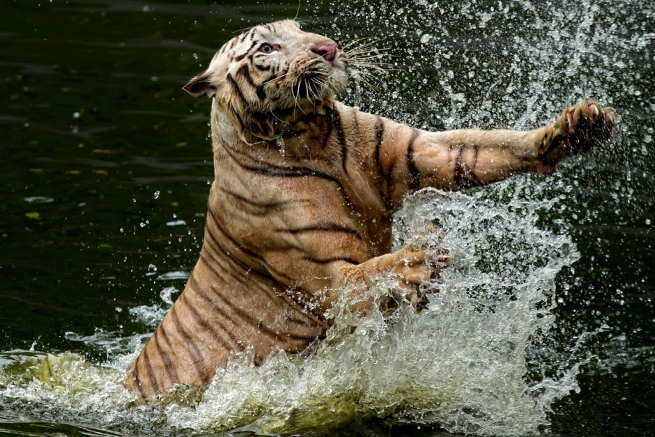 Тигр купается в реке