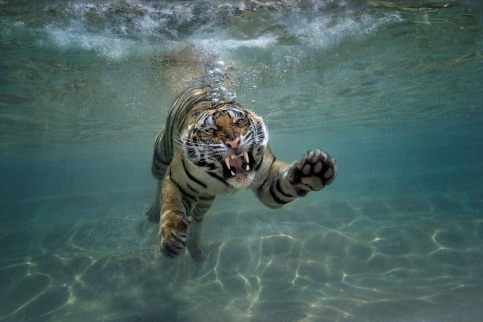 Уссурийский тигр