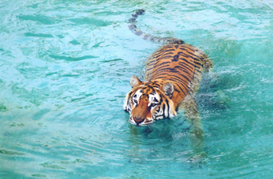 Амурский тигр плавает