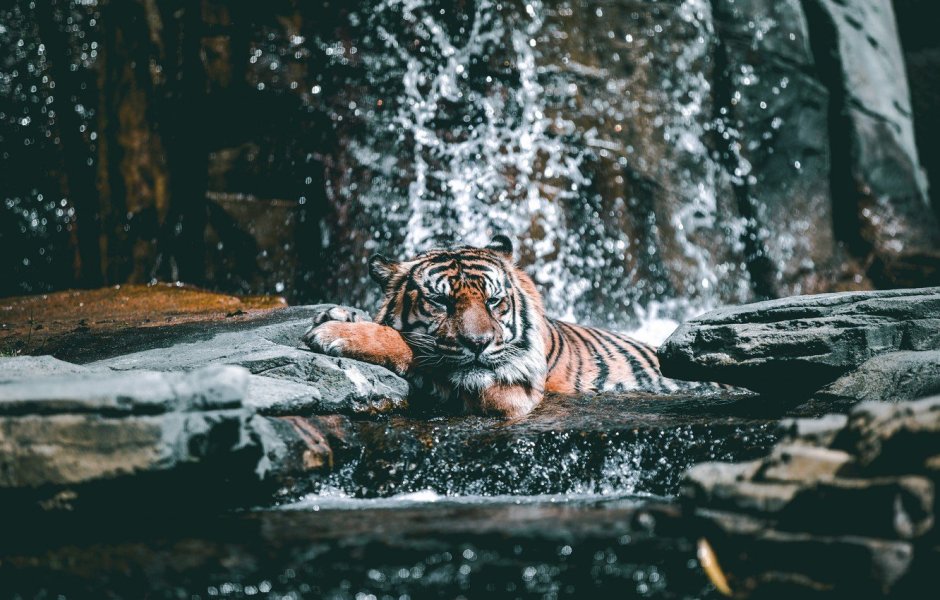Амурский тигр купается