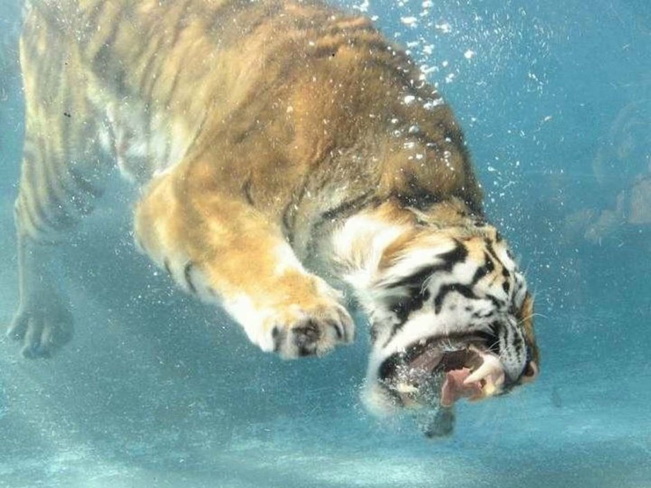 Амурский тигр красная книга