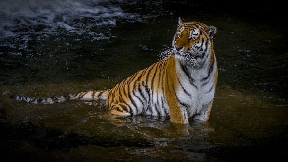 Амурский тигр WWF