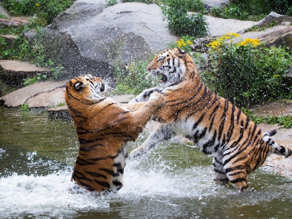 Эстетика тигра