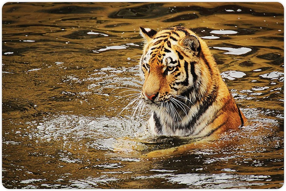 Тигр в воде