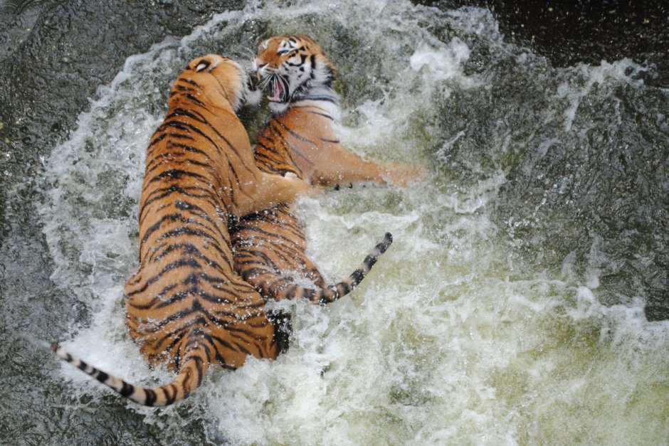 Тигр на синем фоне