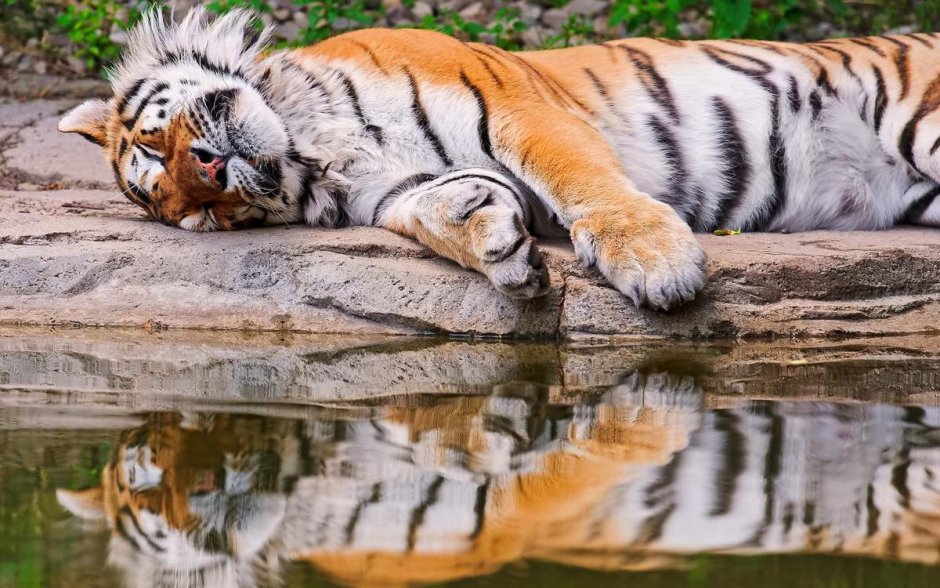 Амурский тигр плавает