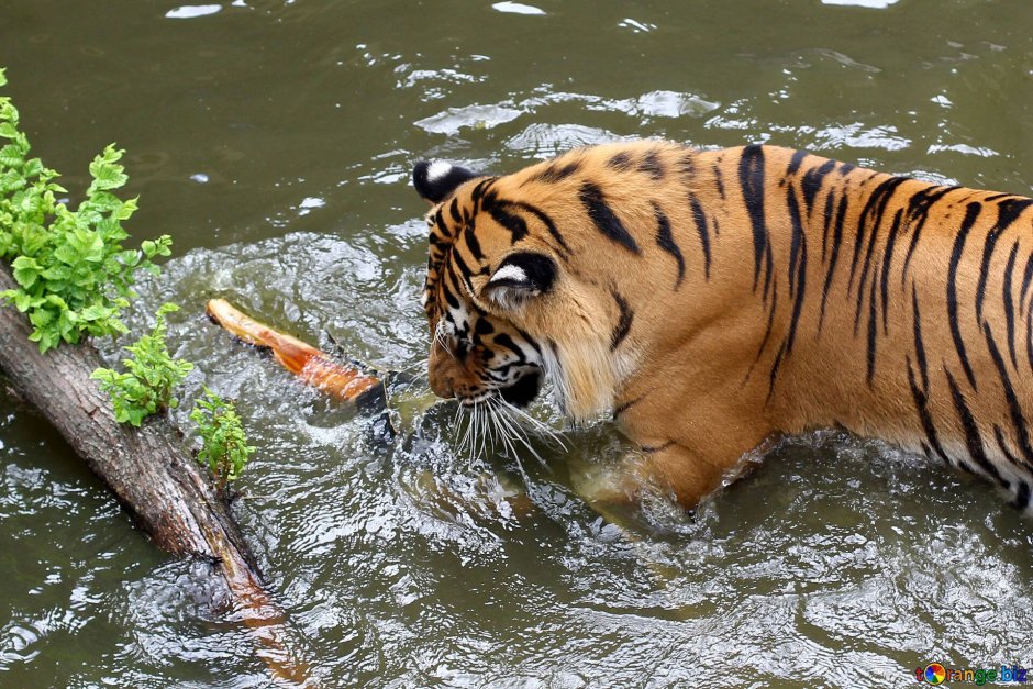 Амурский тигр