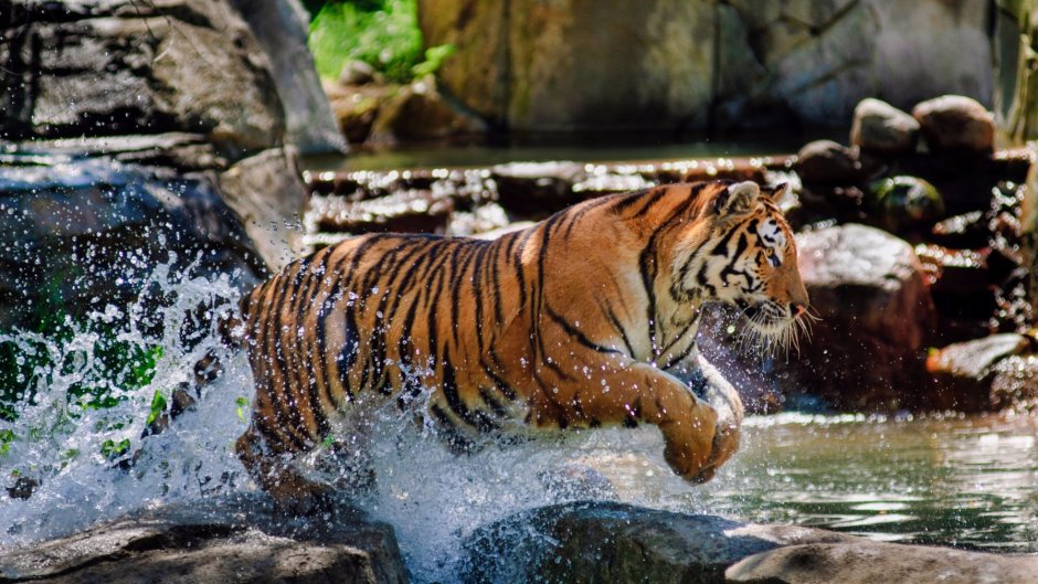 Тигр лежит в воде
