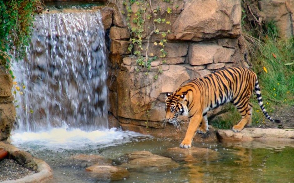 Амурский тигр плавает