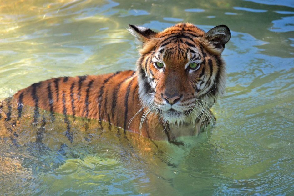 Тайгер тигр