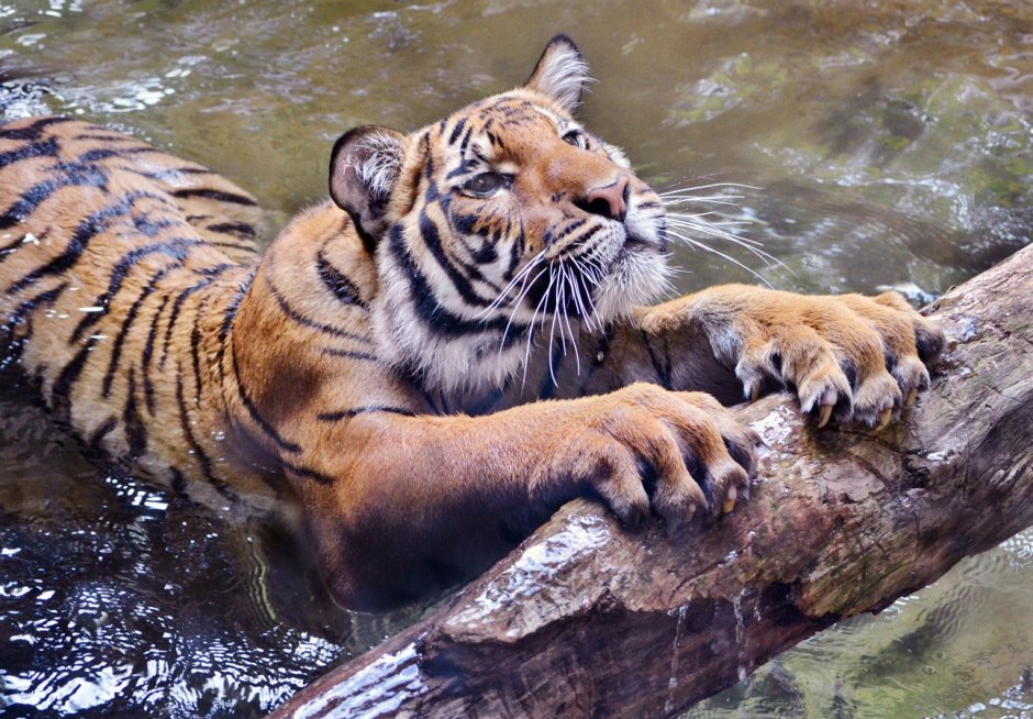Лев у водопада