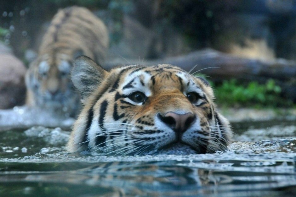 Тигр плывет