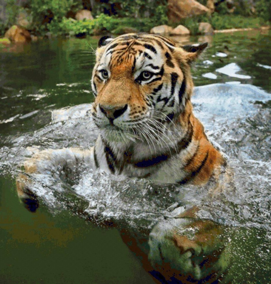 Тигр весной