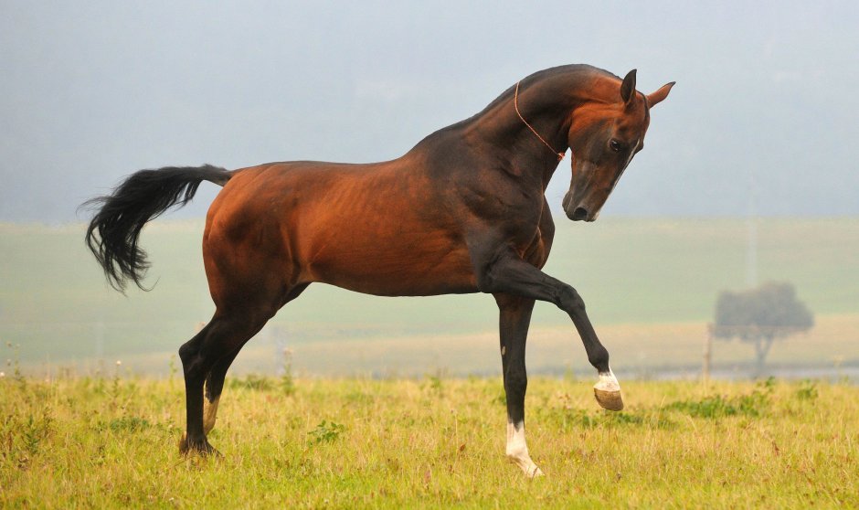 Норсерн Дансер