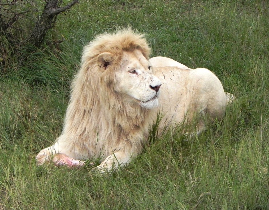 Сенегальский Лев