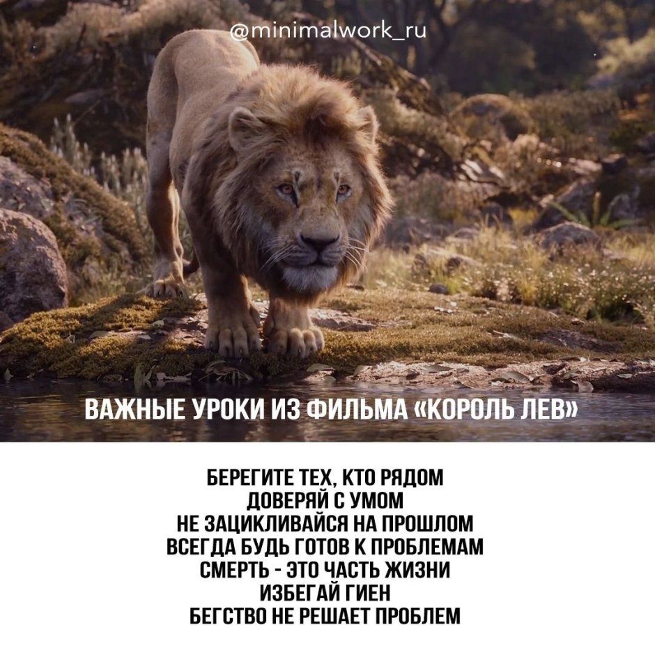 Медведь губач против тигра