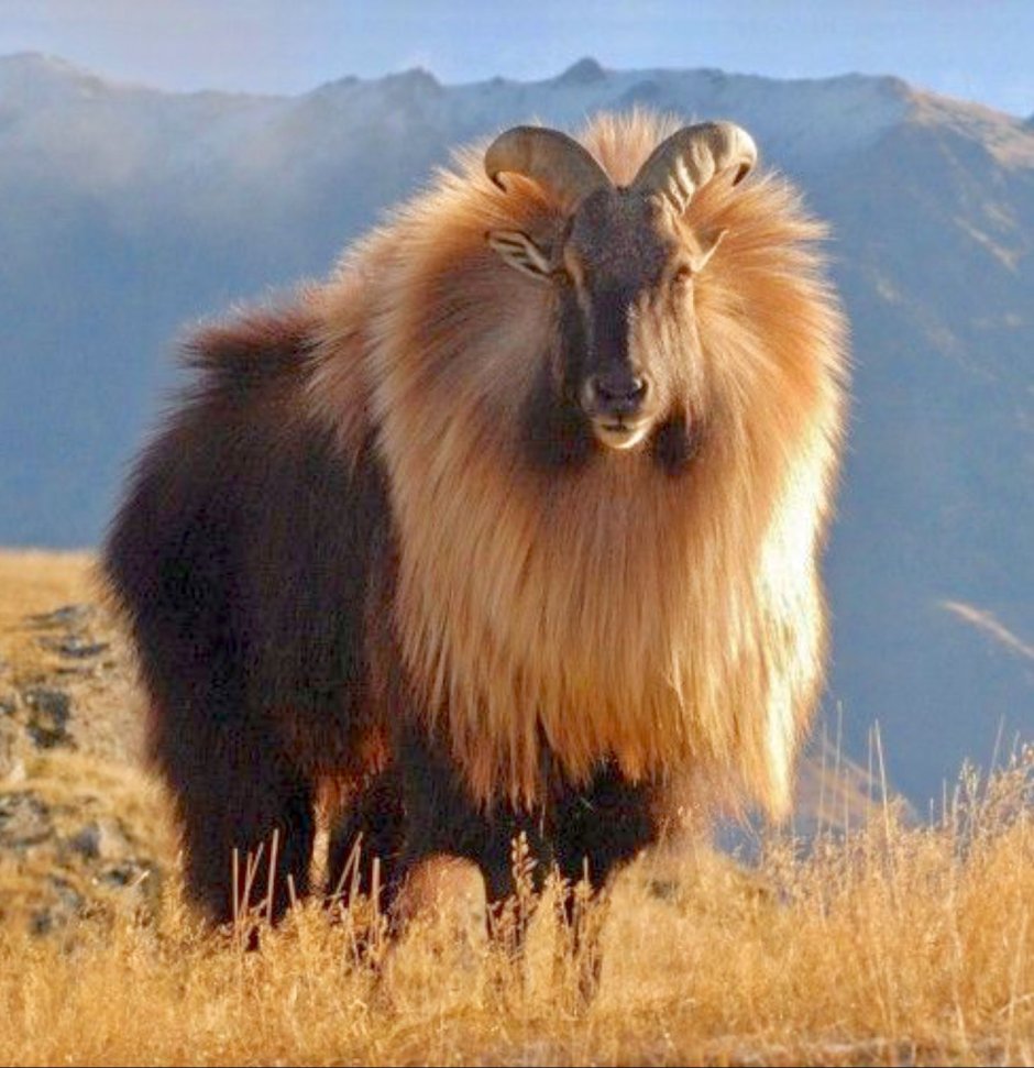 Сенегальский Лев