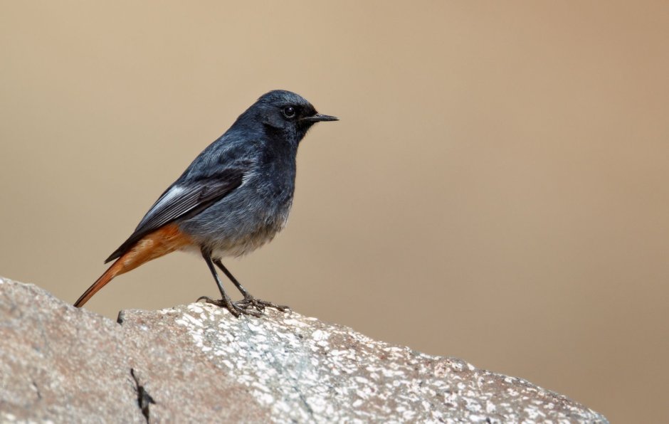 Phoenicurus ochruros