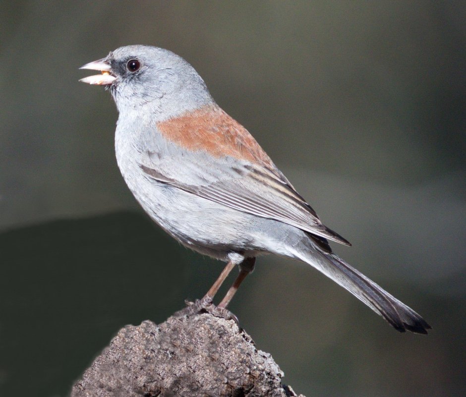 Icterus cucullatus)