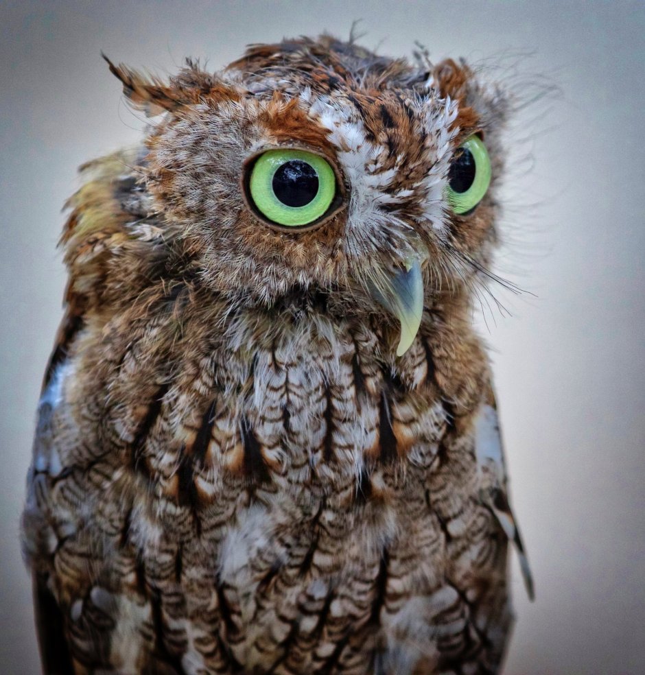 Сова Hibou
