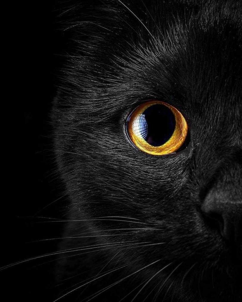Чёрный котёнок с жёлтыми глазами