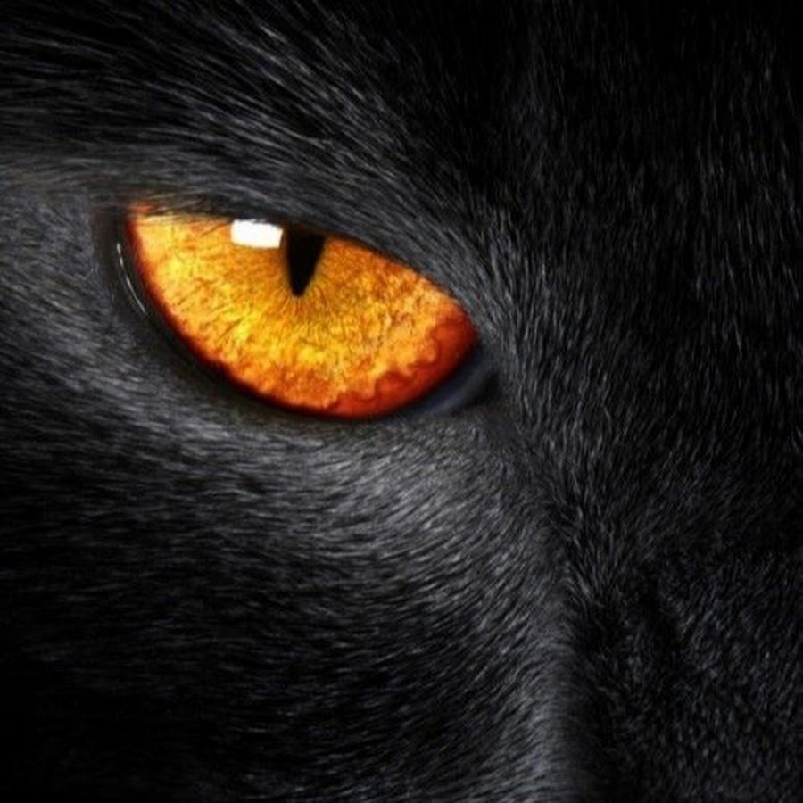 Британская вислоухая кошка черная