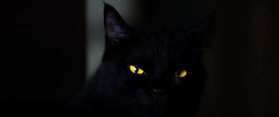 Черная кошка в темноте