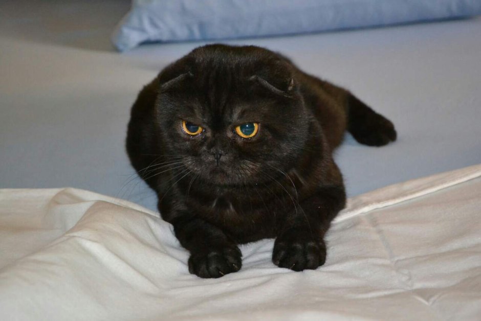 Шотландский вислоухий кот черный