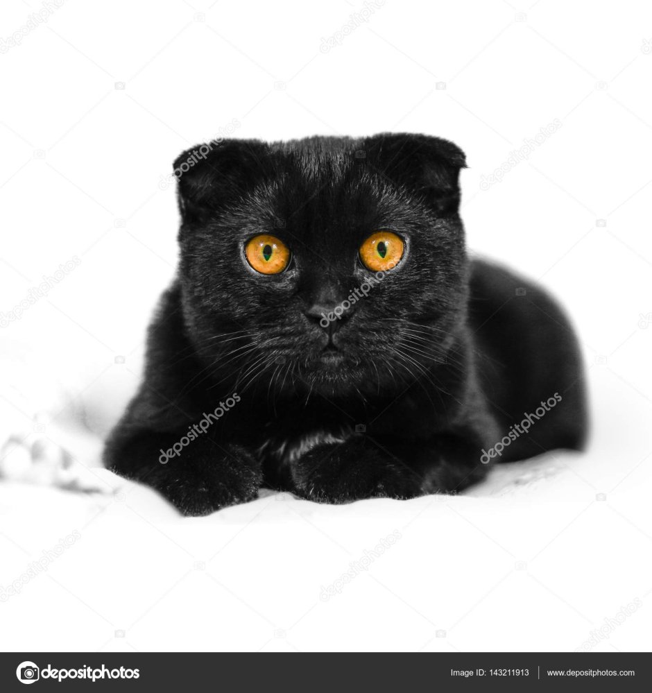 Шотландская вислоухая черная с желтыми глазами