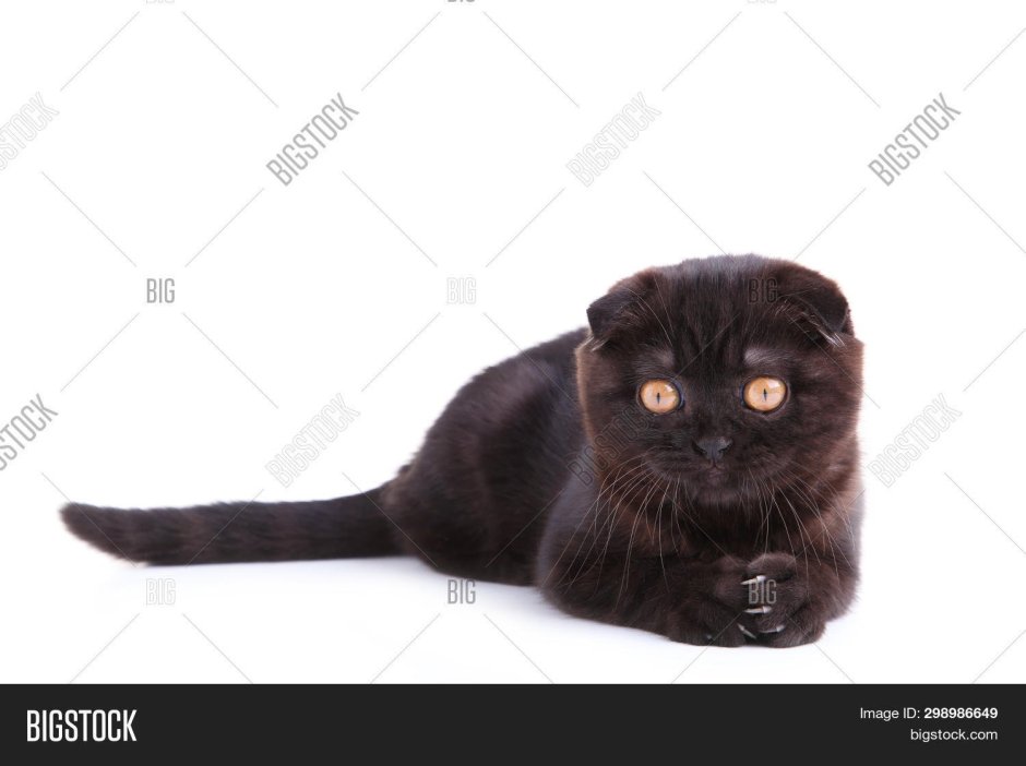 Чёрный вислоухий кот на белом фоне