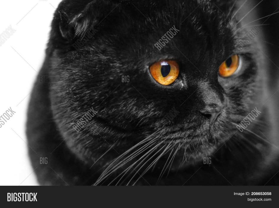 Щекастые коты чёрные