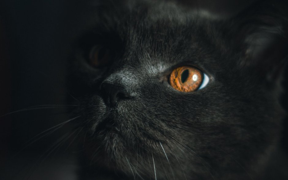 Серый кот с красными глазами