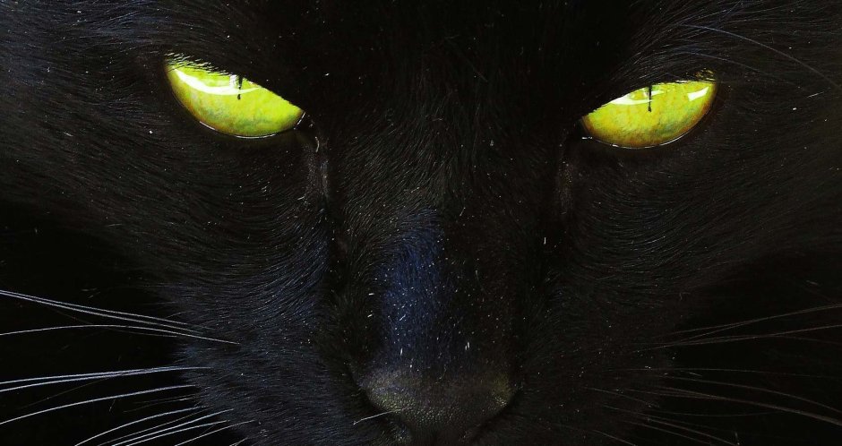 Черная кошка с желтыми глазами