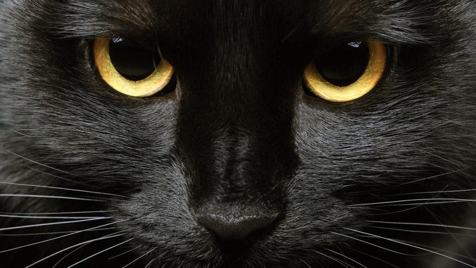 Черная кошка с желтыми глазами
