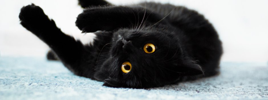 Йольский кот