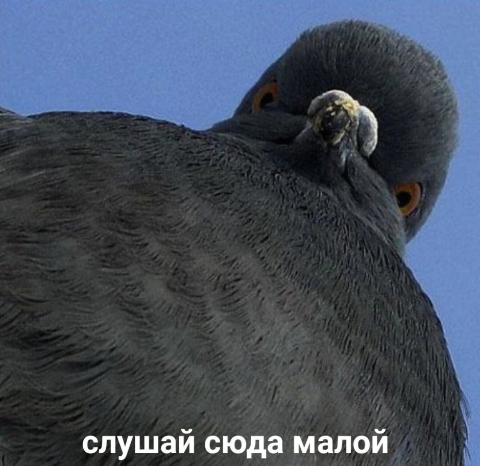 Голубь стилизация