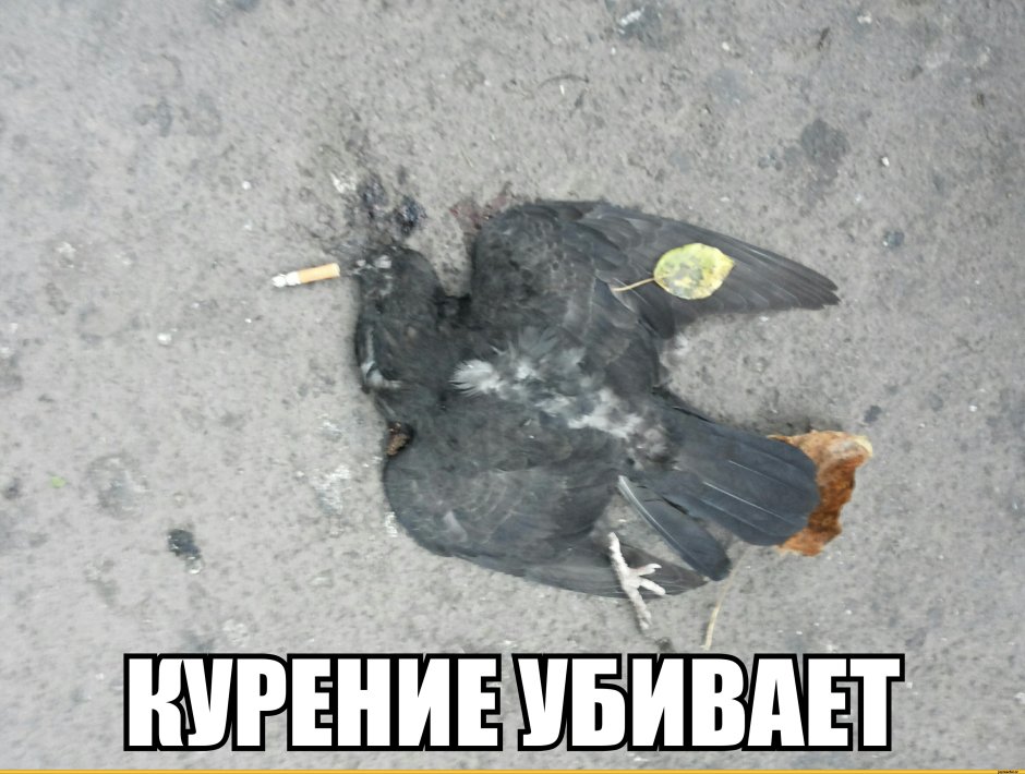Птица гадит