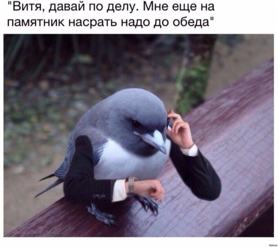 Голубь без фона