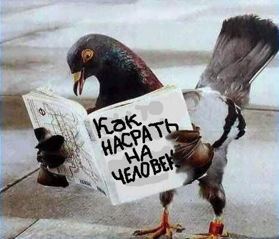 Смешной голубь
