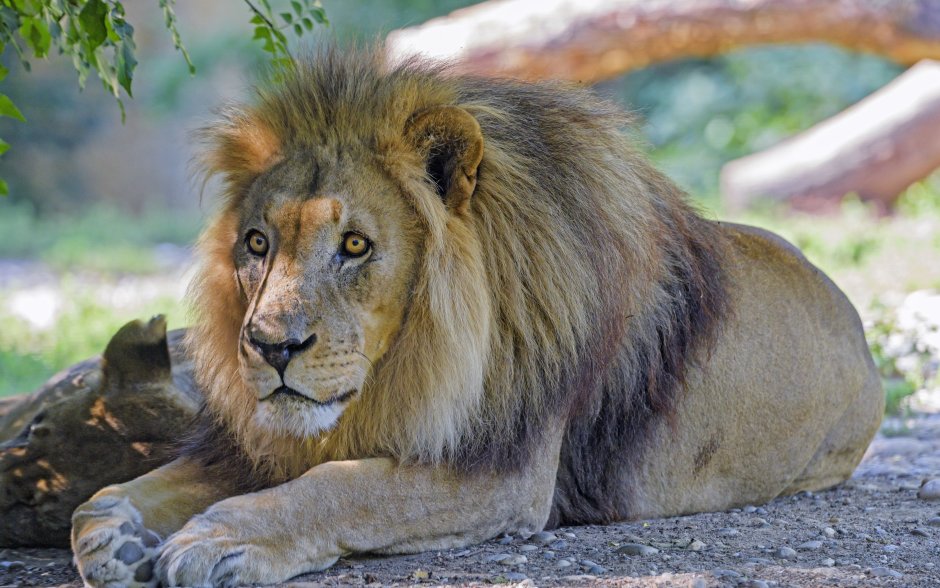 Заповедник Масаи Мара львы тигры