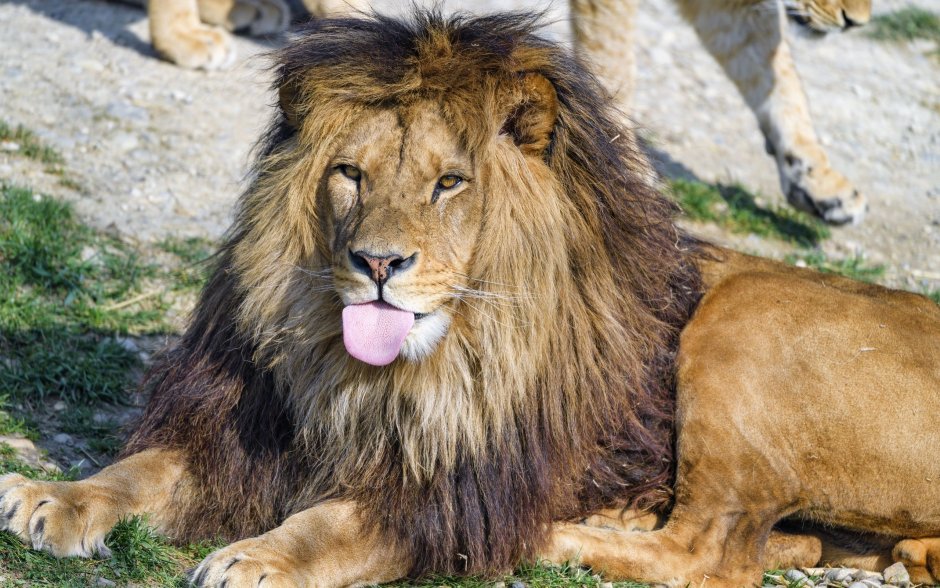 Лев на черном фоне