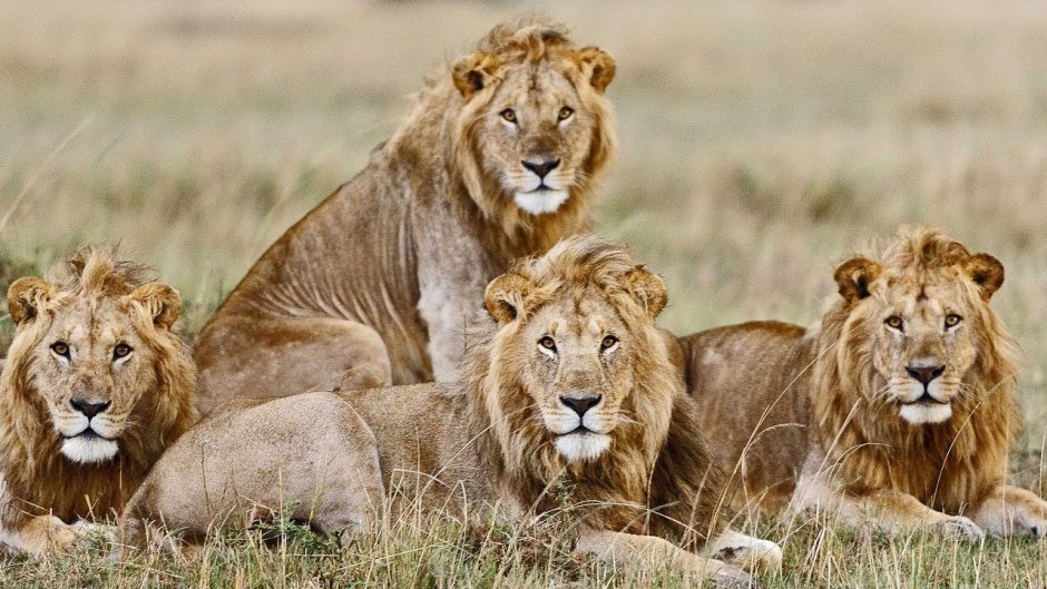 Масаи Мара львы-братья